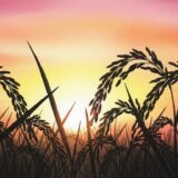 赤飯の夢は【大吉夢】夢占い師が意味・運勢・開運方法を解説